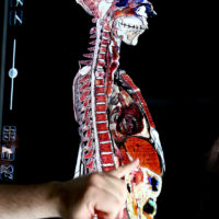 Anatomage5